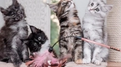 Cum să distingeți un coș de pisoi maine de la obișnuite, semne de rasă